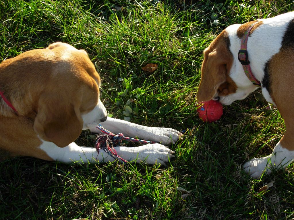 Teo e Nike